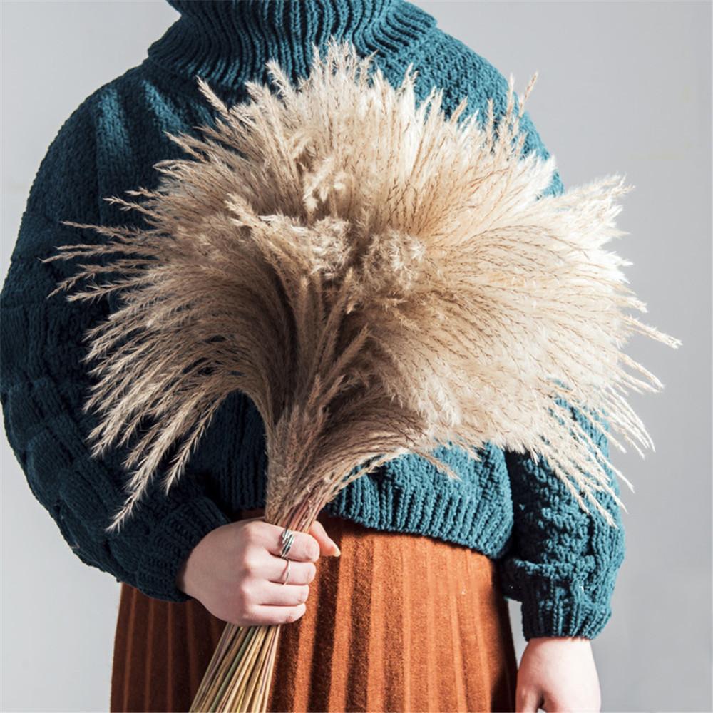 Herbe de Pampa Sèche Naturelle pour Décoration Intérieure – 50-56 cm, Élégante et Durable, Texture Unique 2