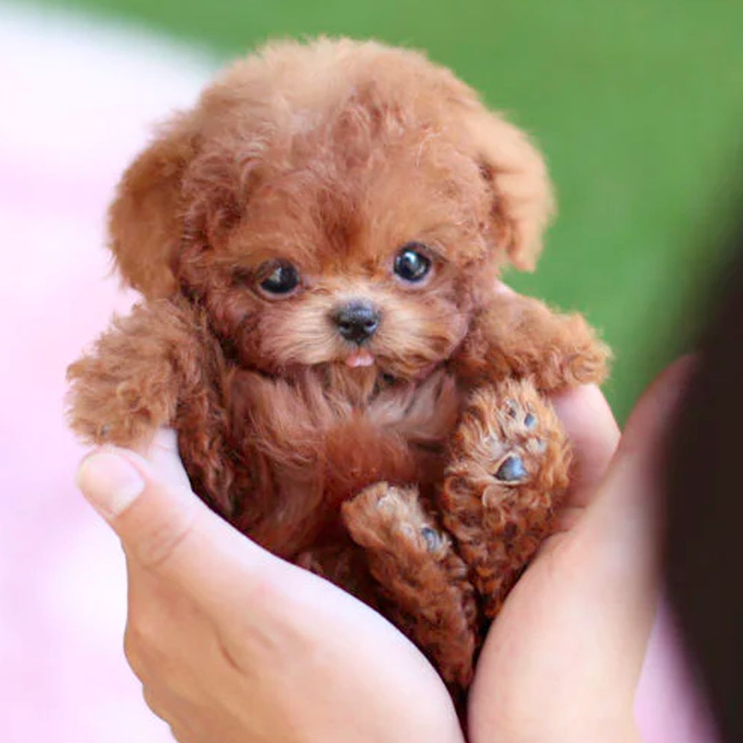 Jouet Interactif pour Chien Réactif à la Voix et au Toucher – Mouvements Réalistes et Silencieux, Cuir Synthétique 0