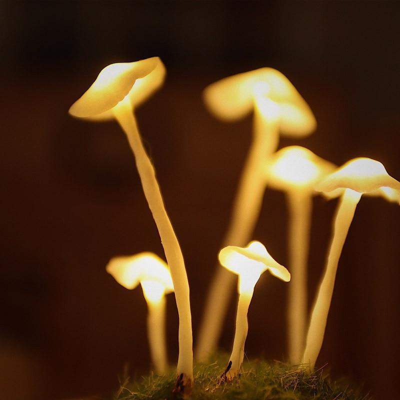 Lampe Décorative Champignon en Verre et Bois – Ambiance Enchantée pour Intérieur, Lampe Deco Originale 6