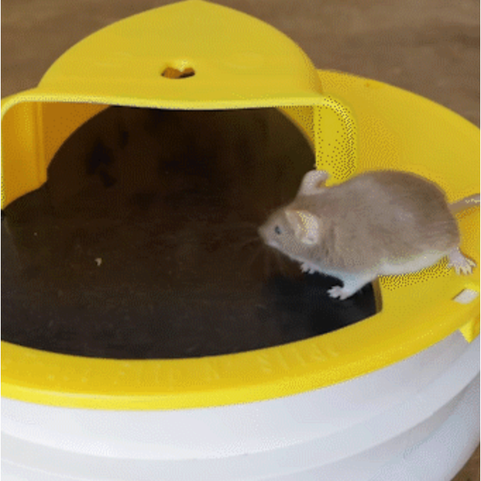 Mouse Trap Bucket Lid Humane Multi-Catch Ramp System Yellow Plastic Converts Standard Pail - Image 1