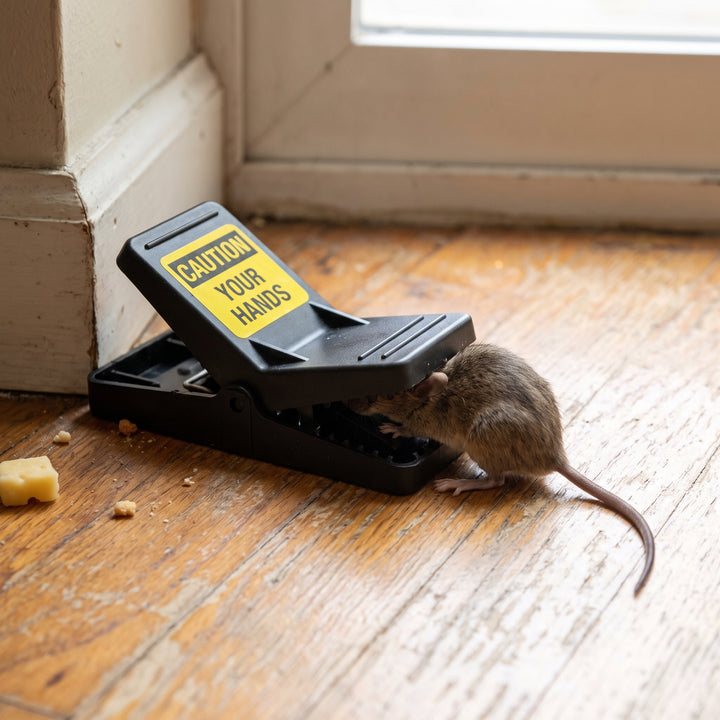 Mouse Trap Reusable Snap Rat For Home Pest Control Plastic Jaw-style With Bait Cup Black - hero